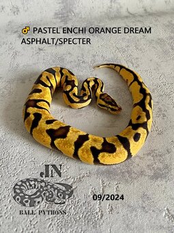 Krajta královská (Python regius) - 2