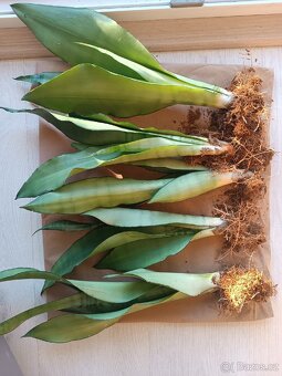 Sansevieria moonshine - 2