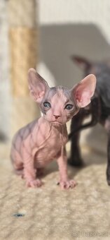DON Sphynx - 2
