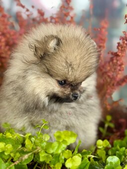 Pomeranian - 2