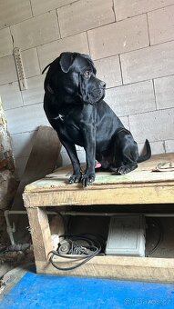 Cane Corso s PP, 2,5 roku - 2