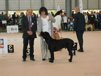 Krytí - Cane Corso - 2