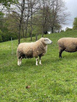 Plemenný beran Texel - prodej - 2