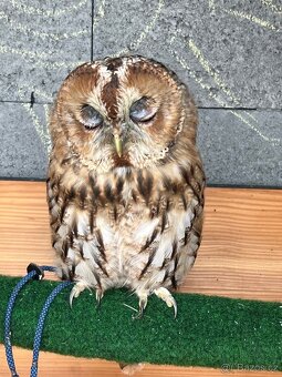 Strix aluco , Puštík obecný - 2