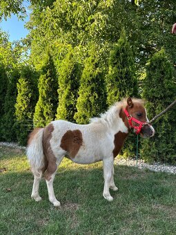Shetland pony - 2