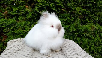 Zakrslý králík, králíček -(TEDDY)-ONDŘEJ A OTA - 2