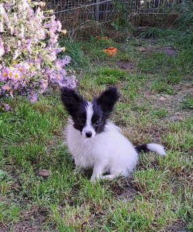 Papillon s PP - 2