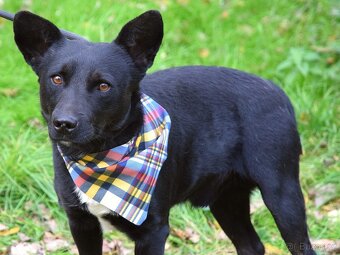 🐾 Hoopy – plachý psí hrdina s velkým srdcem 🐾 - 2