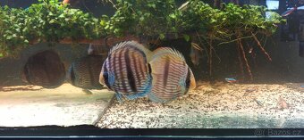 ‼️🔥Wild Nhamunda Heckel🔥‼️ - 2