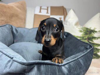 Jezevčík hladkosrstý trpasličí bez PP - 2