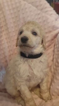 Pudl velký bílý - 2