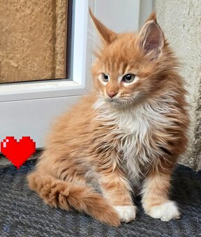 Mainská mývalí - 2