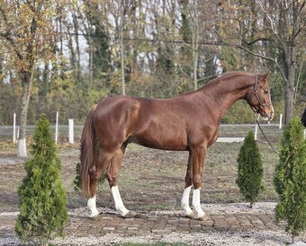 krásný mladý hřebec. - 2