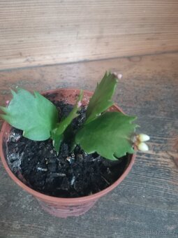 Vánoční kaktus - 2