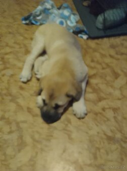 Prodám Cane Corso 3 měs očkování odčervení - 2