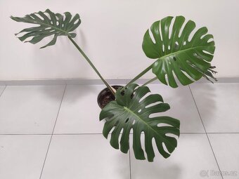 Monstera Olomouc - 2