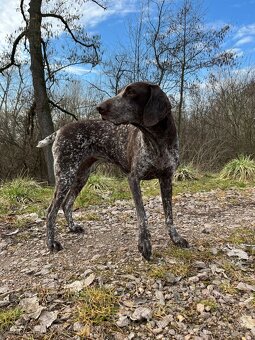 Fena NKO (Německý krátkosrstý ohař) - 2