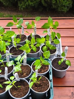 Sazenice paprik - 2