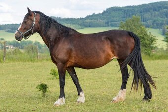 Welsh cob klisna - 2