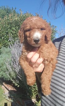 Goldendoodle f1b - 2