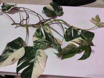Monstera albo - 2
