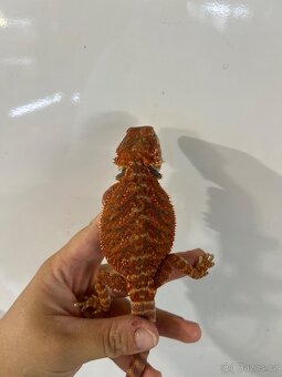 Agama vousatá RED - 2