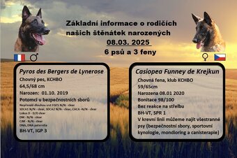 Belgický ovčák malinois s PP - 2
