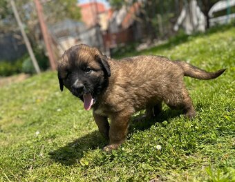 Leonberger šteniatka - 2
