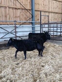 Aberdeen Angus jalovičky - 2