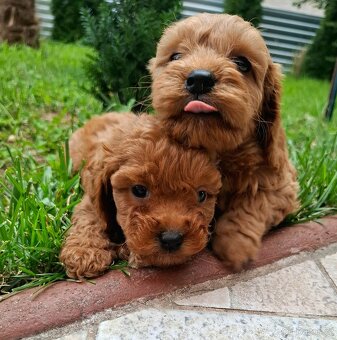 Cavapoo - 2