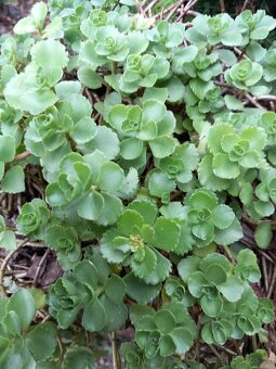 Půdopokryvné trsy rozchodníku (sedum) - 2