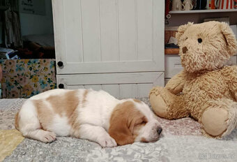 Basset Hound - 2