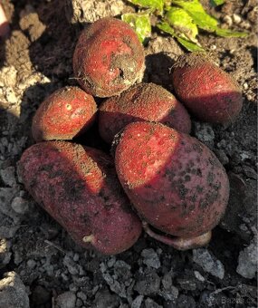 Brambory červené - 2