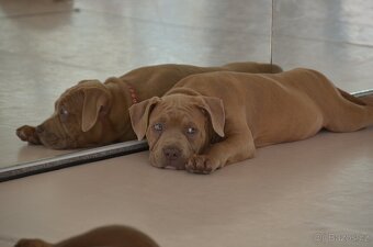 American bully - ch.s. Family Muscle Bullies - 2