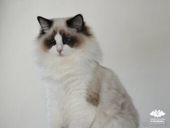 Ragdoll s PP přátelská kočička - 2