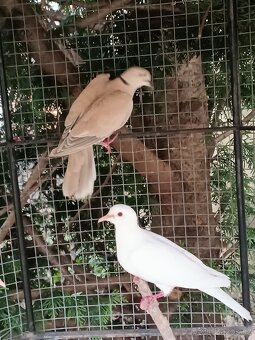 Hrdlička chechtavá - 2