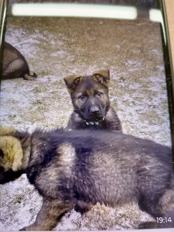 Německý ovčák - 2