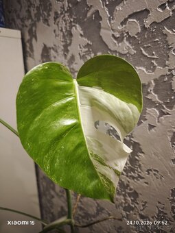 Monstera deliciosa alba - 2