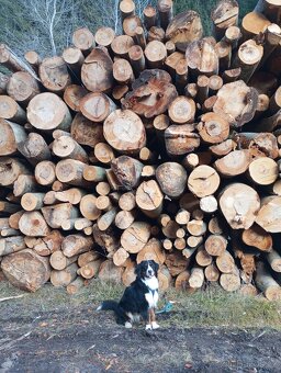 BernskýSalašnický ke krytí - 2