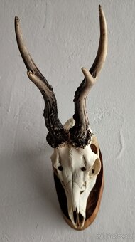 Prodám paroží - 2