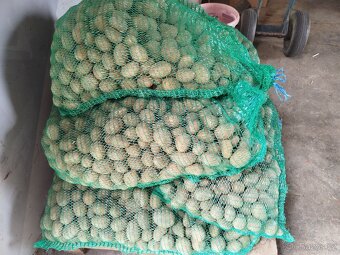 Sadbové brambory - 2