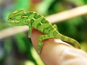 chameleon jemenský - 2