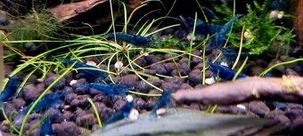 Krevetky neocaridina - 2