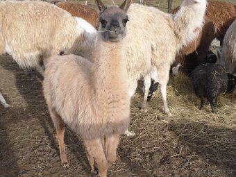 Lama krotká - 2