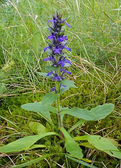Prodám rostlinu Zběhovec (Ajuga) - 2