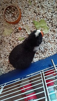 2 morčeci kluci americký teddy - 2