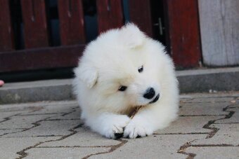 Samojed s PP - 2