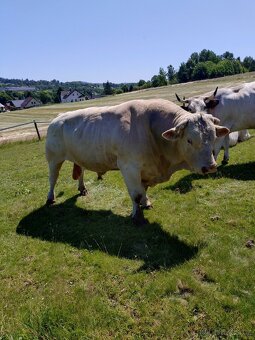 Plemenný býk charolais - 2
