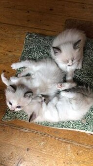 Ragdoll - koťata/kocourci bez PP - 2
