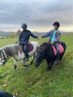 Shetland pony klisna s PP - 2